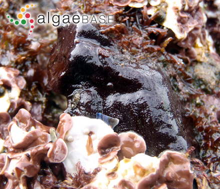 Cystoseira funkii Schiffner ex Gerloff & Nizamuddin