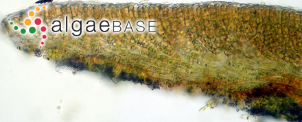 Pseudoralfsia verrucosa (Areschoug) Parente, Fletcher & G.W.Saunders