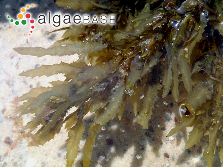 Sargassum flavifolium Kützing