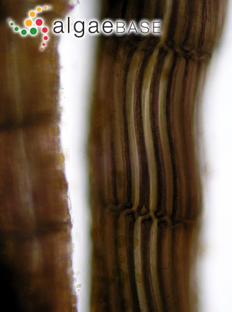 Vertebrata fucoides (Hudson) Kuntze