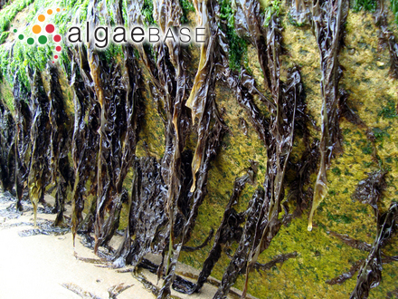 Chaetangium dichotomum Kützing