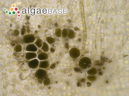 Asperococcus bullosus J.V.Lamouroux