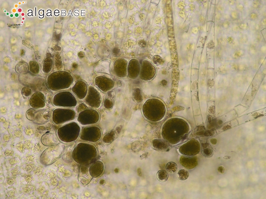 Asperococcus bullosus J.V.Lamouroux