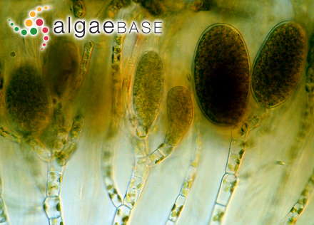 Eudesme virescens (Carmichael ex Berkeley) J.Agardh