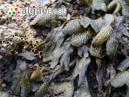 Fucus limitaneus (Montagne) Montagne