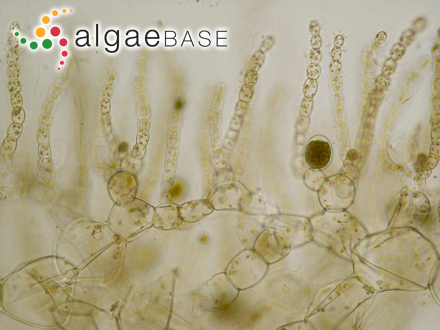 Mesogloia vermiculata (Smith) S.F.Gray