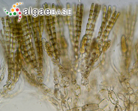 Petrospongium berkeleyi (Greville) Nägeli ex Kützing