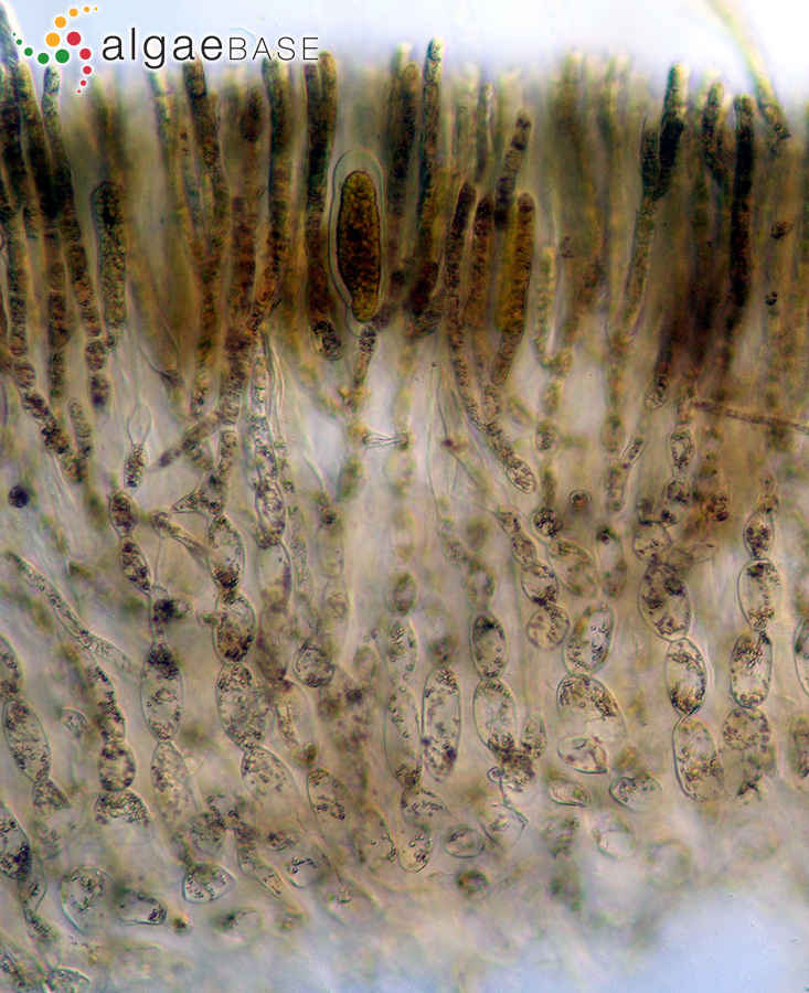 Petrospongium berkeleyi (Greville) Nägeli ex Kützing