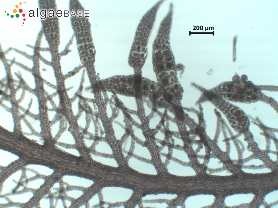 Bostrychia tenella (J.V.Lamouroux) J.Agardh