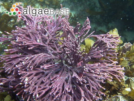 Stylonema elegans (Chauvin) V.May