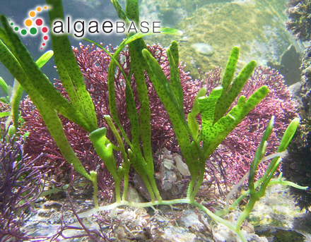 Caulerpa filiformis (Suhr) Hering