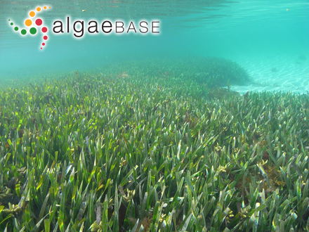 Fucus vesiculosus var. alternans C.Agardh