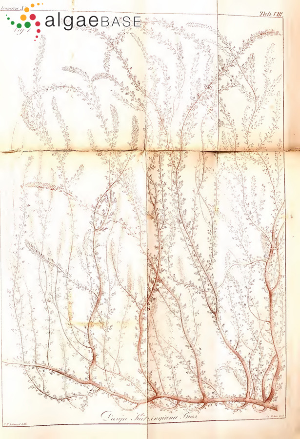 Dasya pedicellata (C.Agardh) C.Agardh