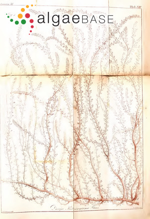 Dasya pedicellata (C.Agardh) C.Agardh