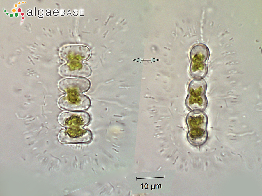 Spondylosium planum (Wolle) West & G.S.West
