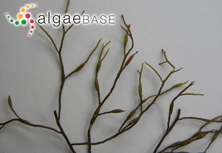 Gongolaria barbata f. aurantia (Kützing) Falace, Alongi & Kaleb