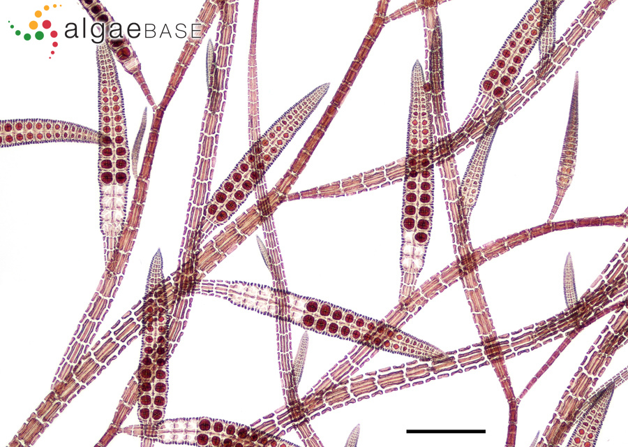 Platysiphonia delicata (Clemente) Cremades