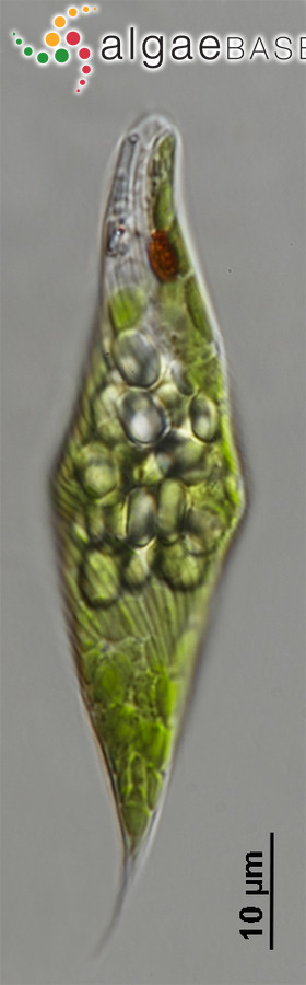Discoplastis spathirhyncha (Skuja) Triemer