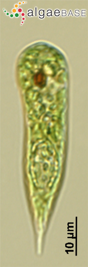 Flexiglena variabilis (G.A.Klebs) Zakryś & Łukomska