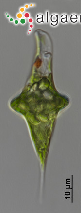 Discoplastis spathirhyncha (Skuja) Triemer