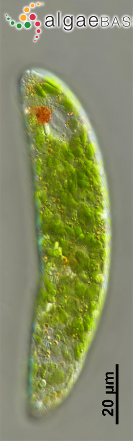 Euglenaformis chlorophoenica (Schmarda) Zakryś & Łukomska