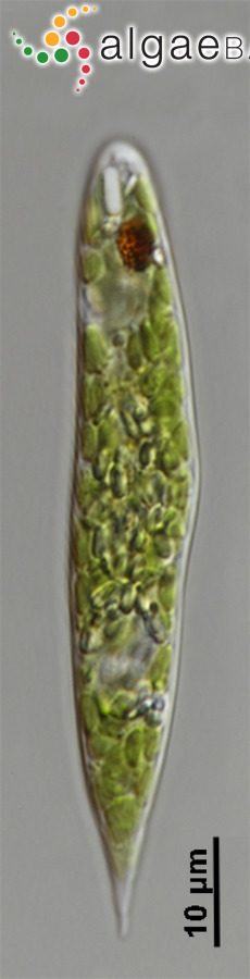 Flexiglena variabilis (G.A.Klebs) Zakryś & Łukomska