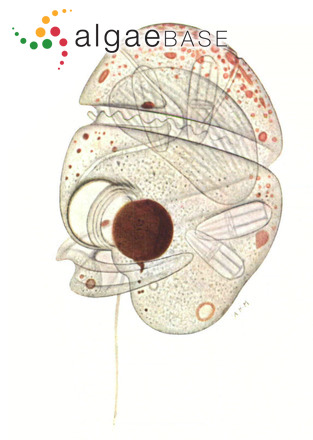 Nematopsides vigilans (S.M.Marshall) Greuet