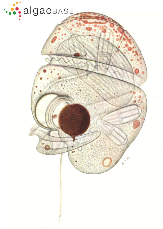 Nematopsides vigilans (S.M.Marshall) Greuet