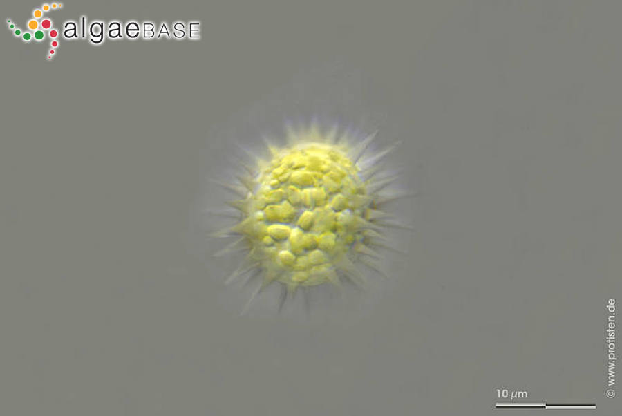 Glochiococcus aciculiferus (Lagerheim) P.C.Silva