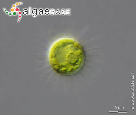 Glochiococcus aciculiferus (Lagerheim) P.C.Silva