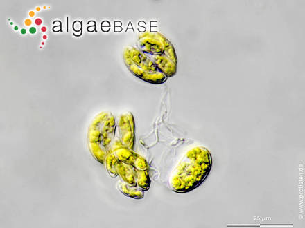 Rayssiella hemisphaerica Edelstein & Prescott