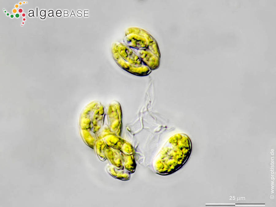 Rayssiella hemisphaerica Edelstein & Prescott