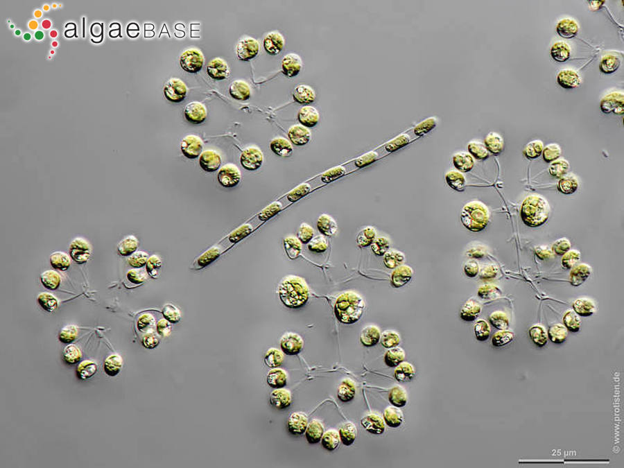 Hindakia tetrachotoma (Printz) C.Bock, Pröschold & Krienitz