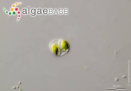 Oocystis parva West & G.S.West