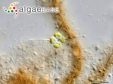 Tetrastrum elegans Playfair