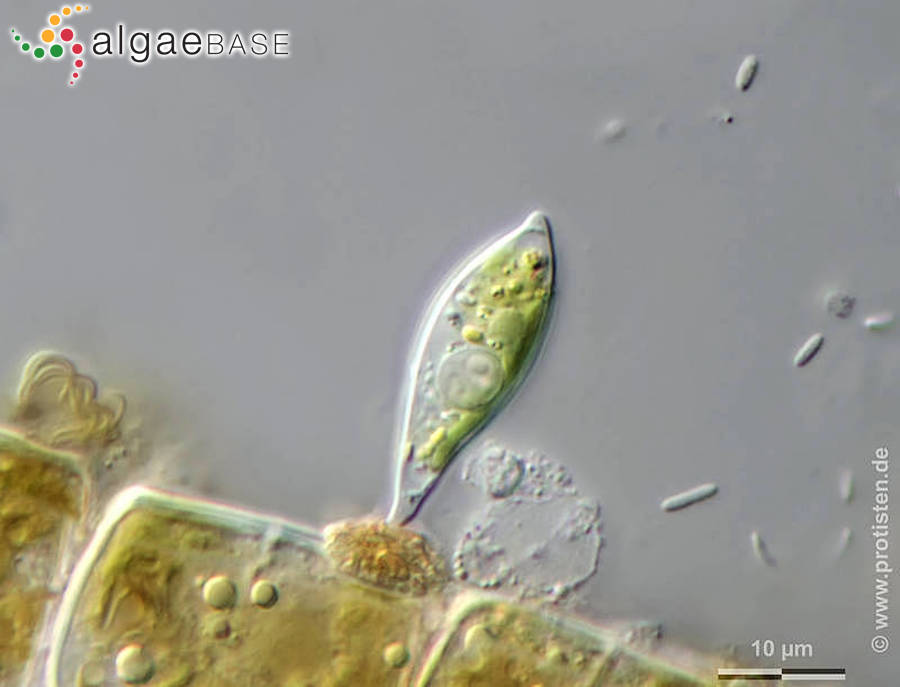 Characium angustum A.Braun