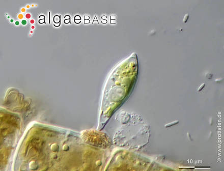 Characium angustum A.Braun