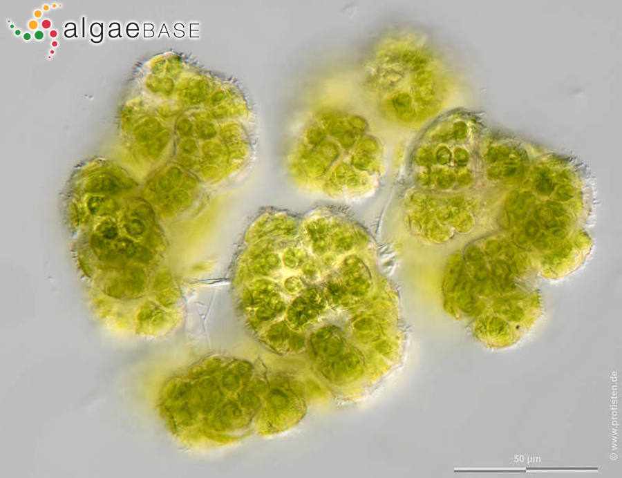 Botryosphaerella sudetica (Lemmermann) P.C.Silva