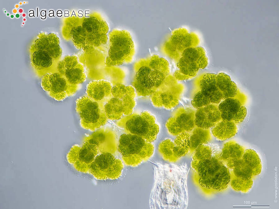 Botryosphaerella sudetica (Lemmermann) P.C.Silva