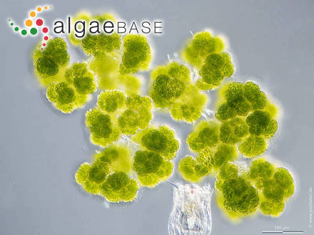 Botryosphaerella sudetica (Lemmermann) P.C.Silva