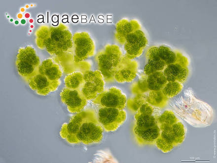 Botryosphaerella sudetica (Lemmermann) P.C.Silva