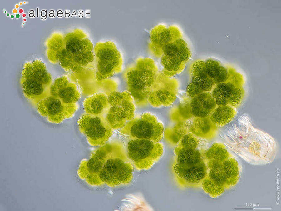 Botryosphaerella sudetica (Lemmermann) P.C.Silva