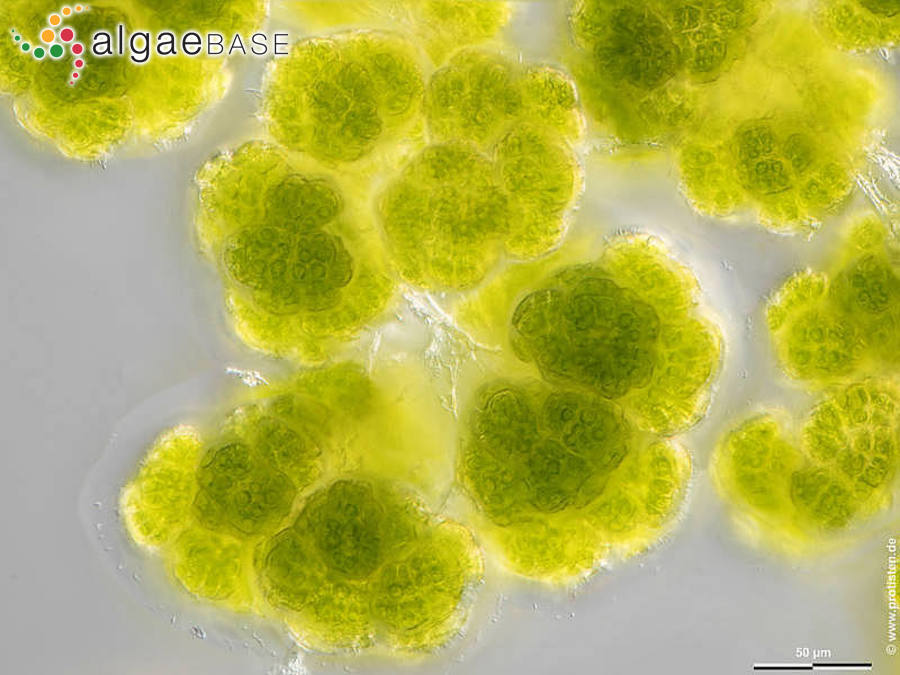 Botryosphaerella sudetica (Lemmermann) P.C.Silva