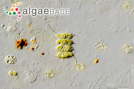 Desmodesmus subspicatus (Chodat) E.Hegewald & A.W.F.Schmidt