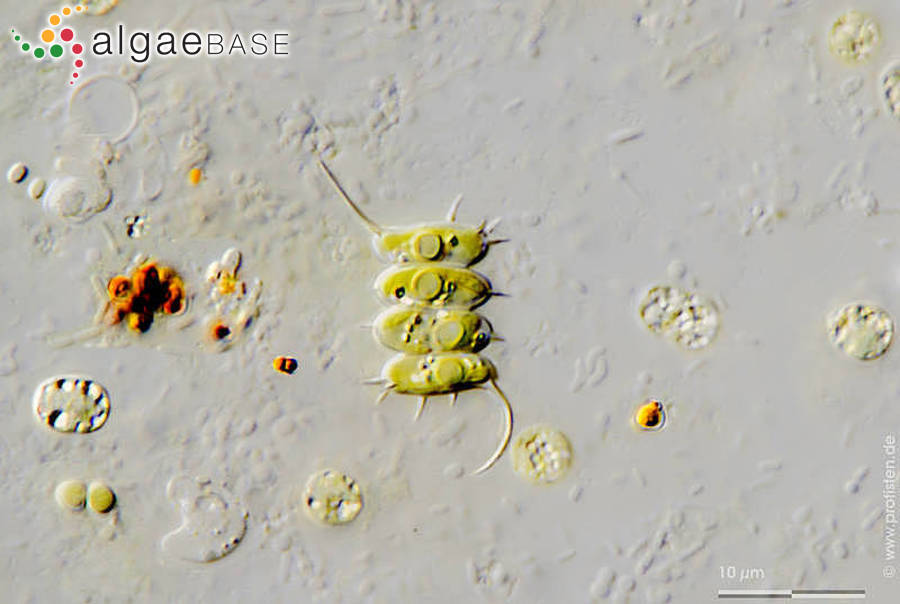 Desmodesmus subspicatus (Chodat) E.Hegewald & A.W.F.Schmidt