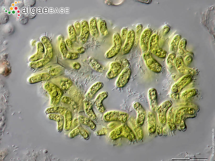Dimorphococcus lunatus A.Braun