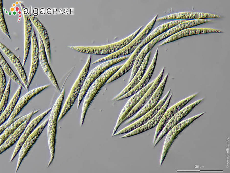 Monoraphidium fontinale Hindák