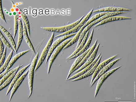 Monoraphidium fontinale Hindák