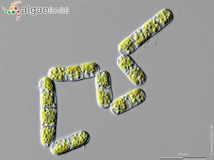 Klebsormidium dissectum (F.Gay) H.Ettl & G.Gärtner