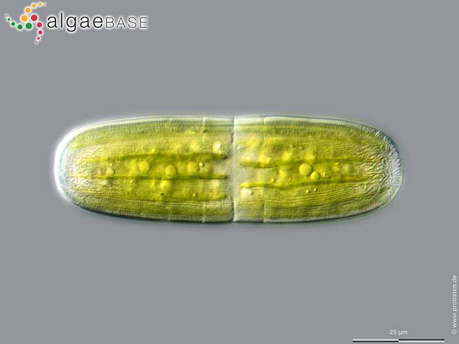 Penium polymorphum (Perty) Perty